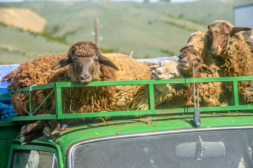 Photograph by İlham Mustafayev