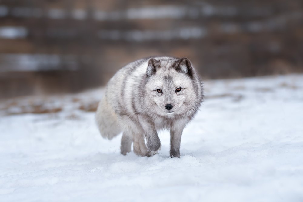 Photograph by Ve Shandor