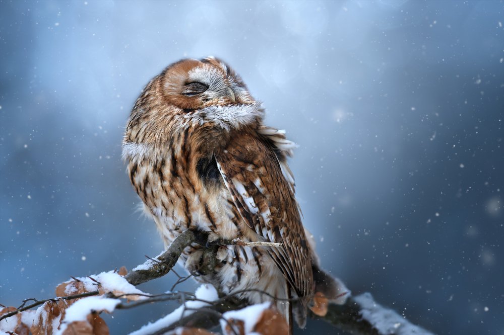 Photograph by Ve Shandor