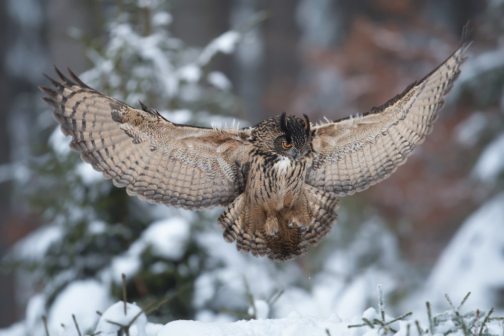 Photograph by Ve Shandor