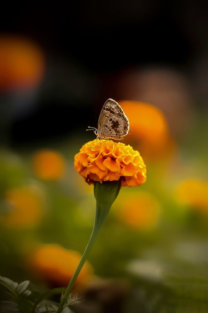 Photograph by Auntor Auntor Islam