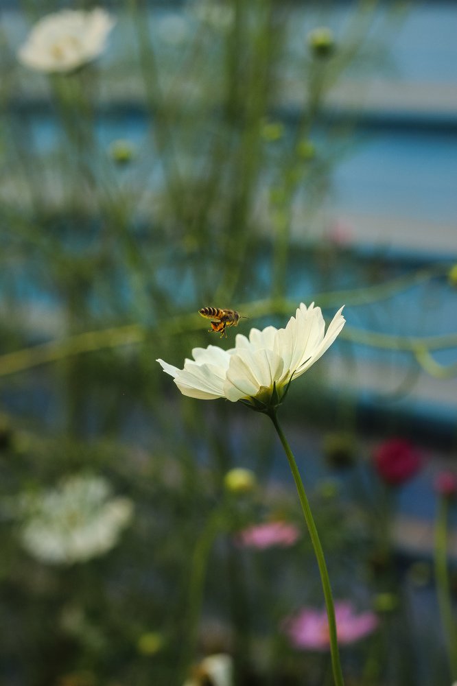 Photograph by Auntor Auntor Islam