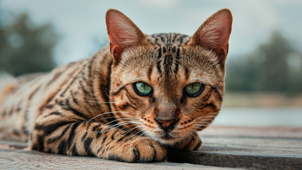 Photograph by Александр Гамалеев