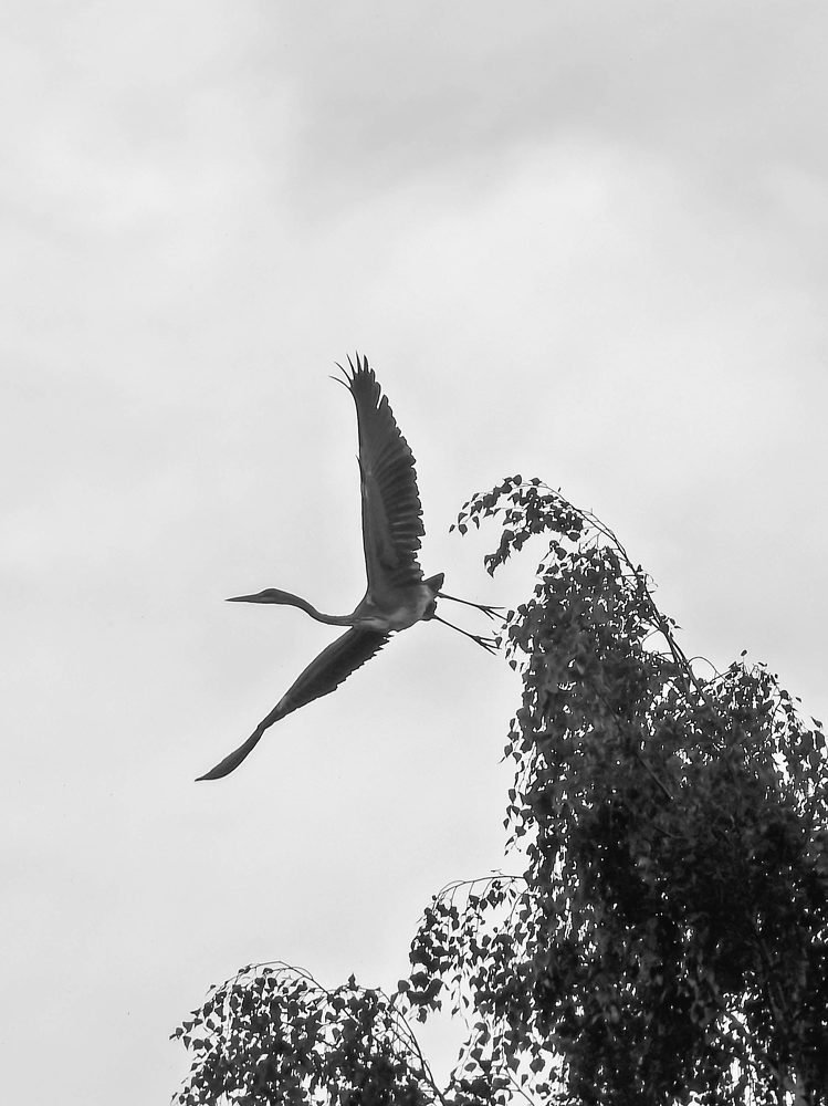 Photograph by Диана Бородзе