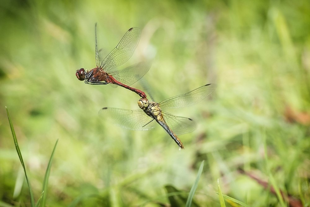 Photograph by Radim Ziman