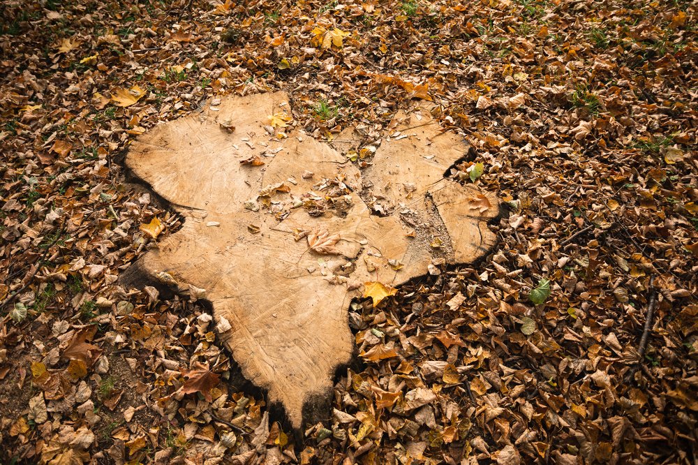 Гадание - Сердце или птица?
