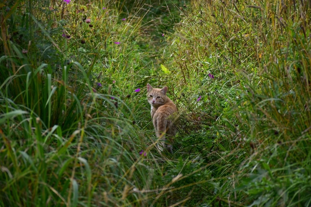 Рыжий кот в зарослях.