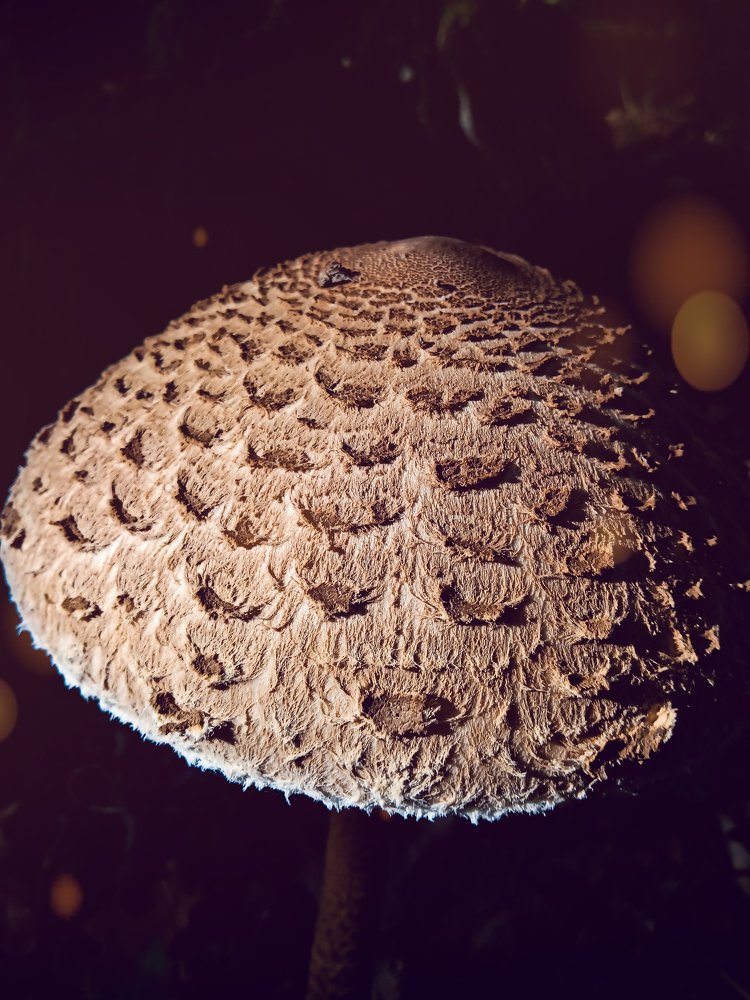 Photograph by Szilveszter Zoltan