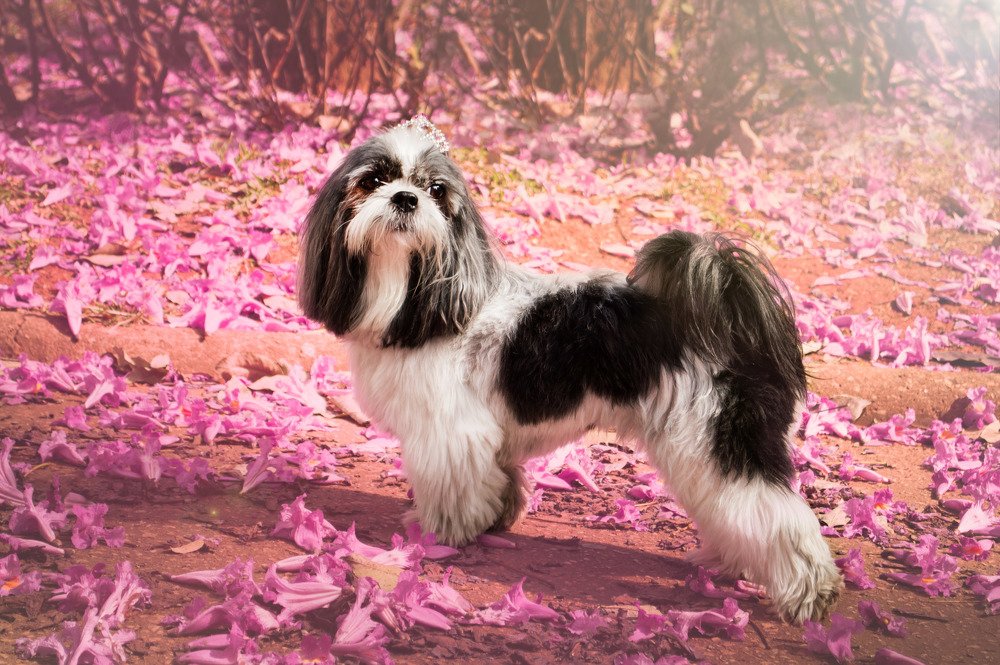 Photograph by João Marcos Silva do Nascimento