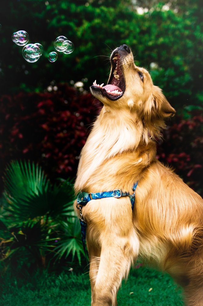 Photograph by João Marcos Silva do Nascimento