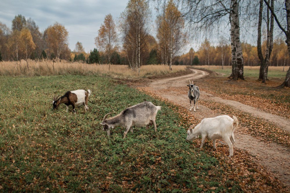 Photograph by Ирина Платонова