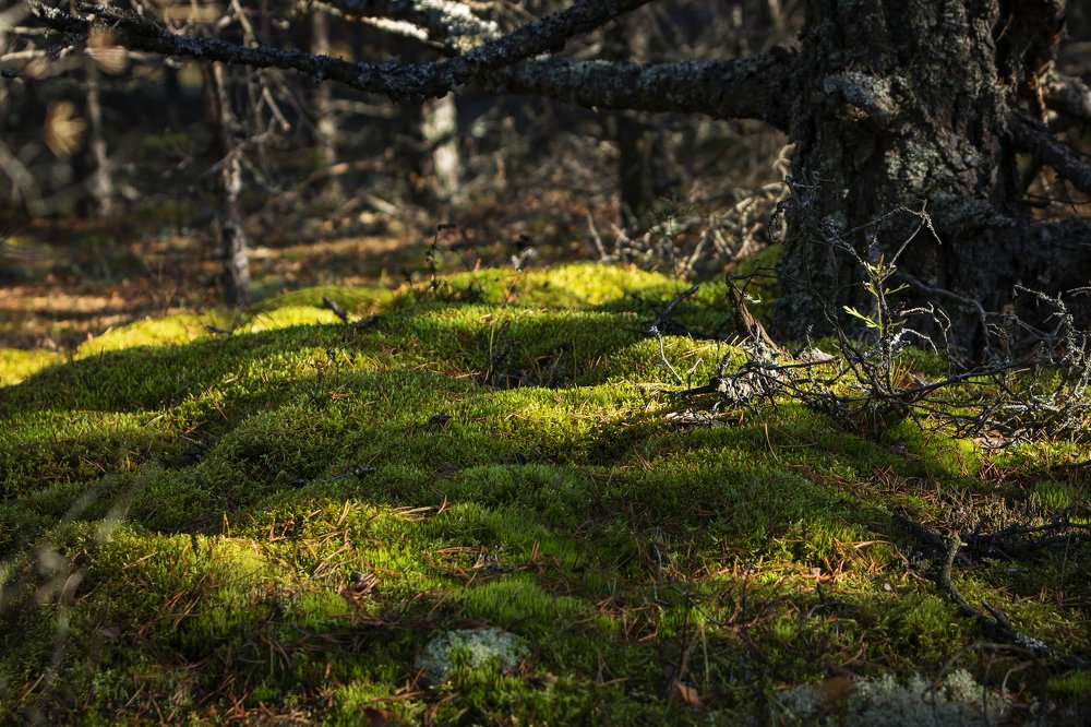 Photograph by Ilja Krivonosov