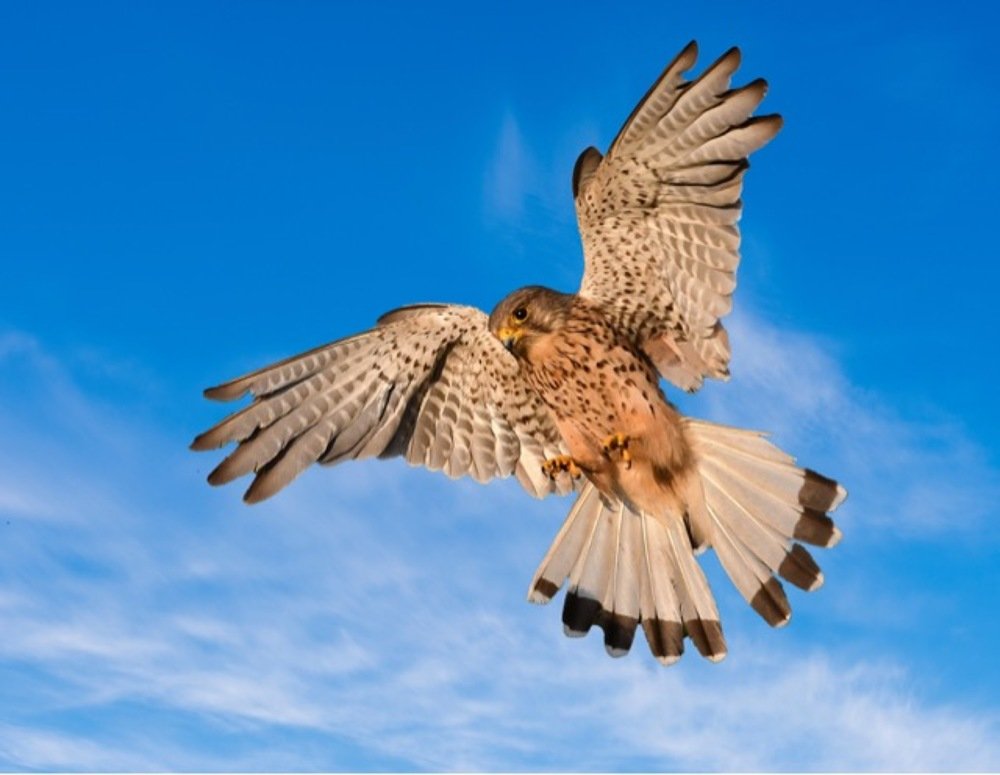 Wild Kestrel