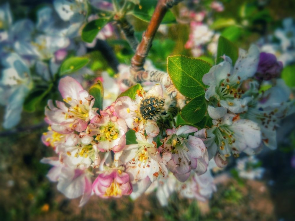 A bee on an almond flower