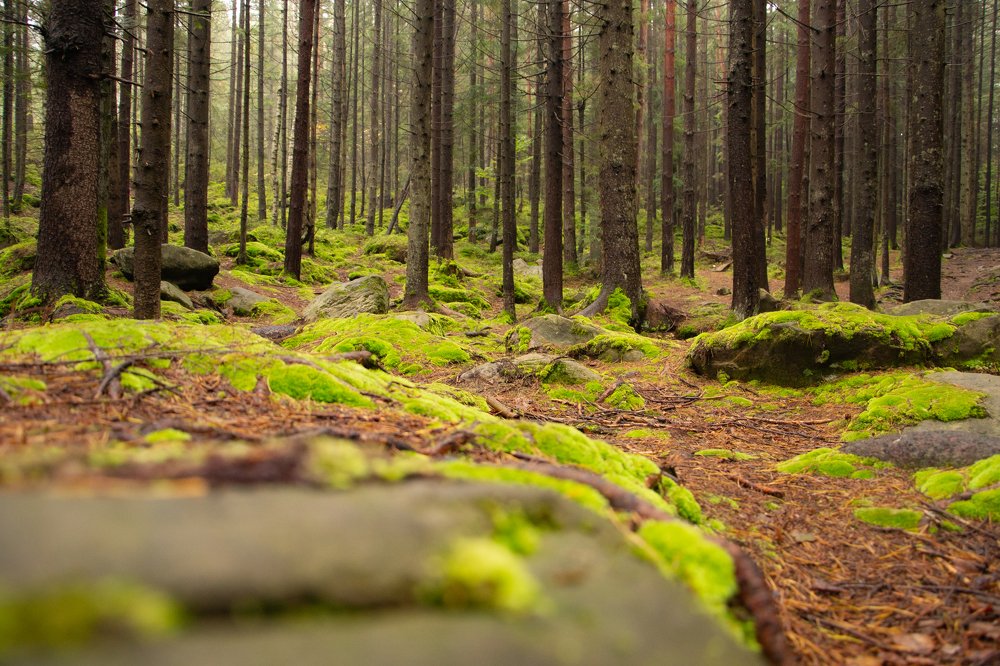 Photograph by Ирина Степанова