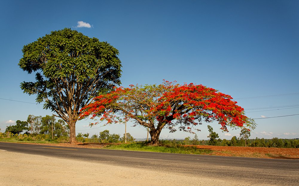 Photograph by Aparecido Donizete de Miranda