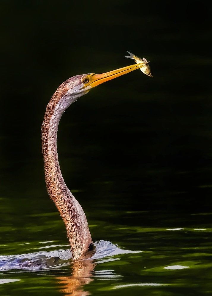Darter with a Fish catch