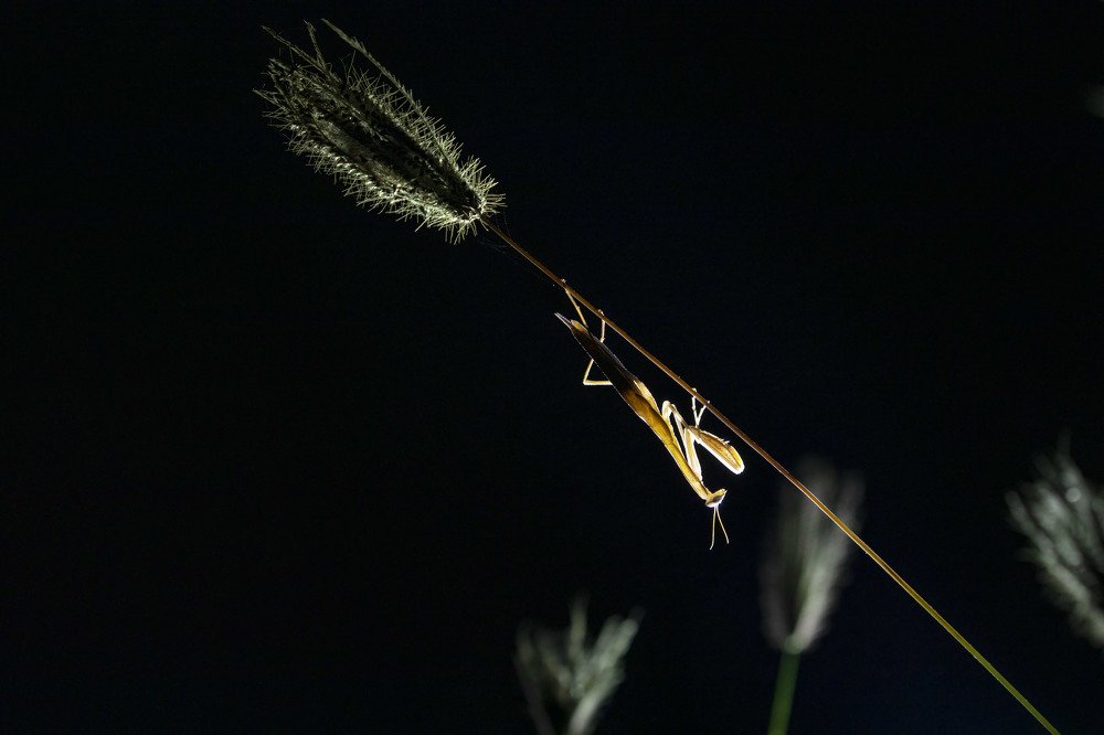 Dream Land of Mantis