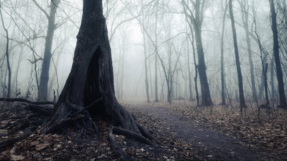 Фотография автора Даниил Мигунов