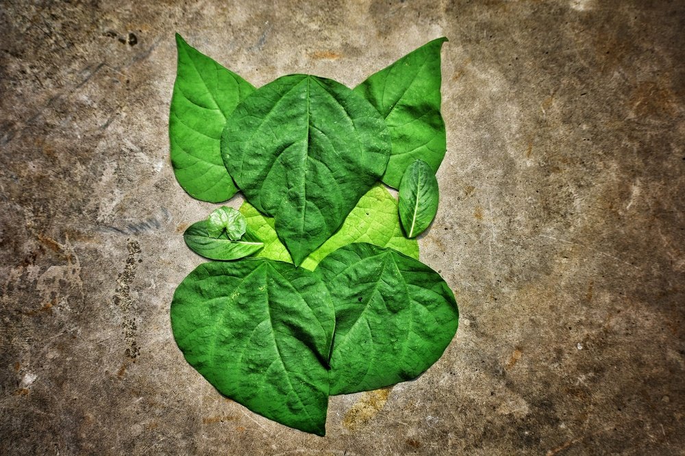 Ganesh ji in green leaves.