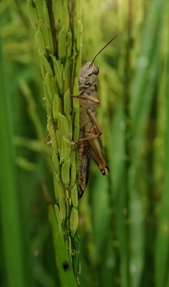 Effect of  grasshoppers