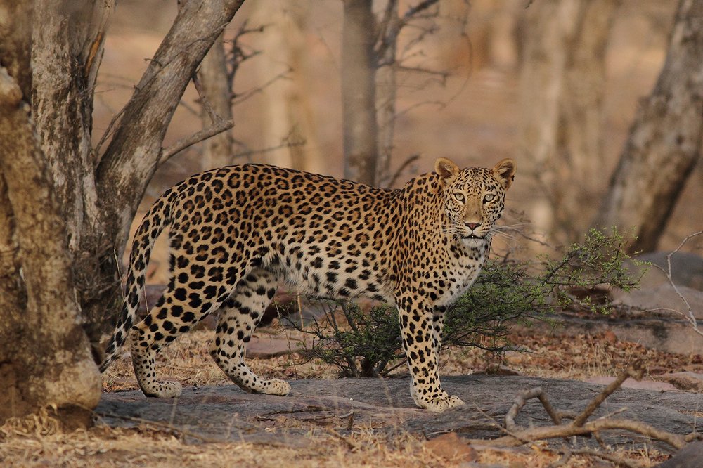 Photograph by Manish Arya