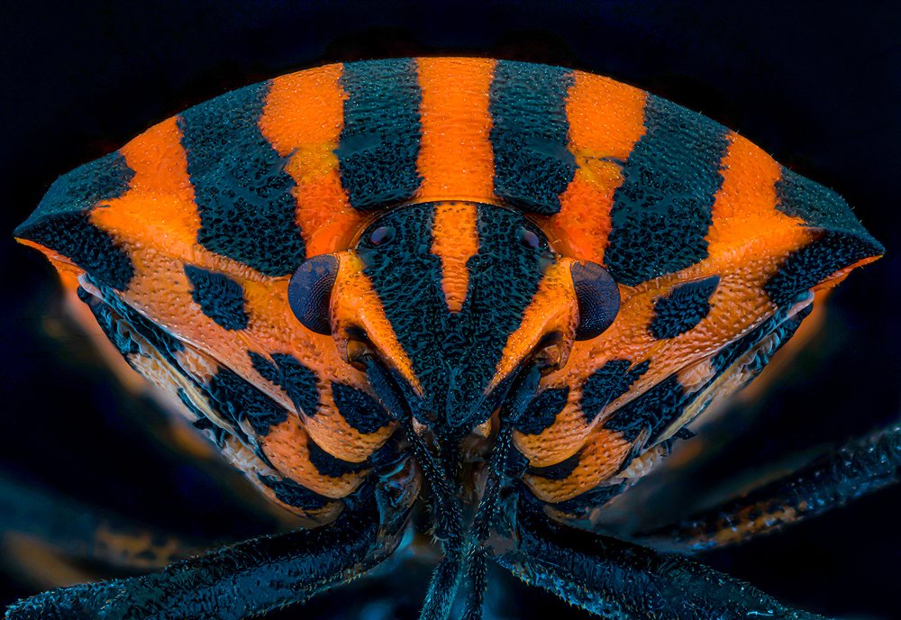 GRAPHOSOMA (SPOTTED BUG)