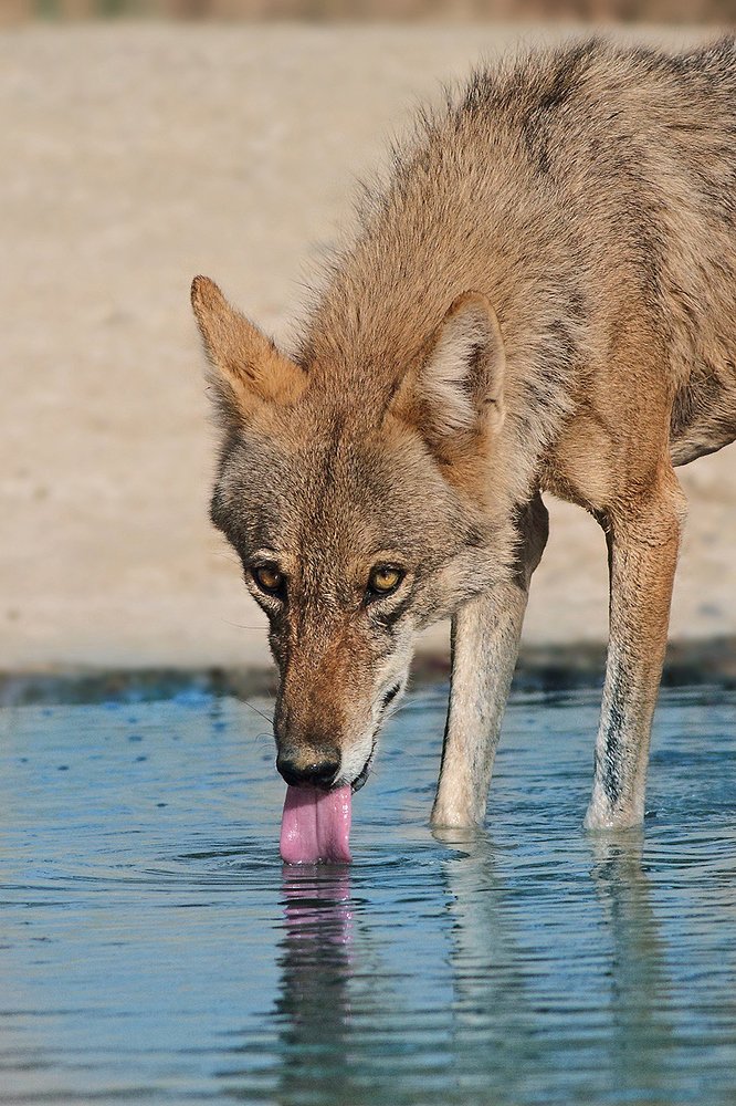 Photograph by Manish Arya