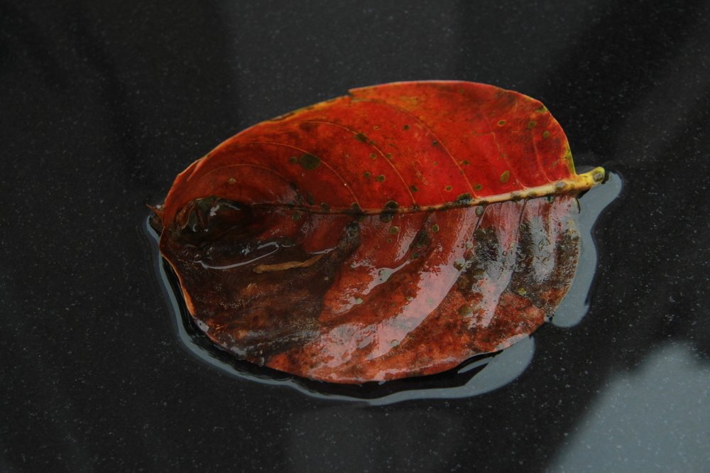 Photograph by Renelyn Fuentes