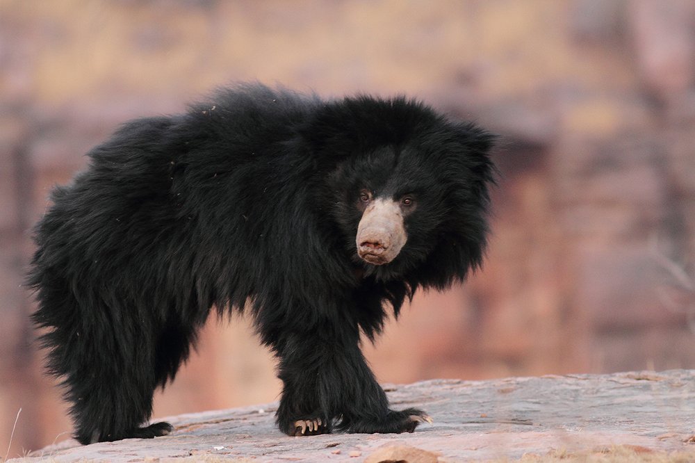 Photograph by Manish Arya