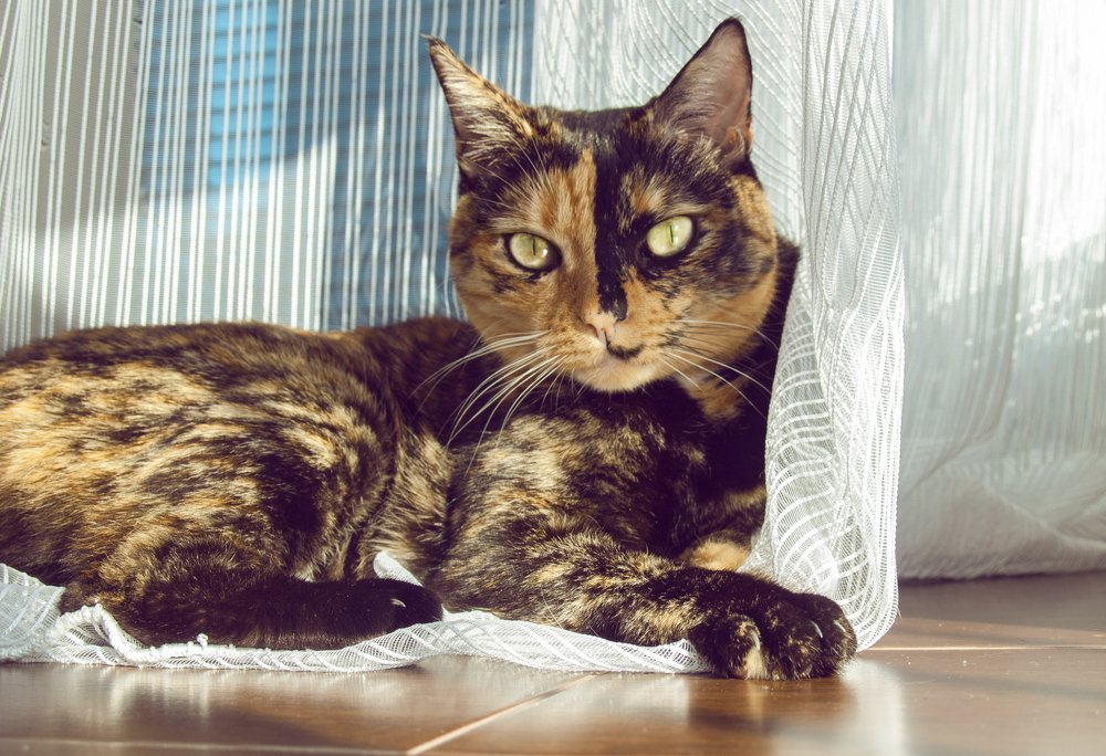 Photograph by Tatevik Tananyan