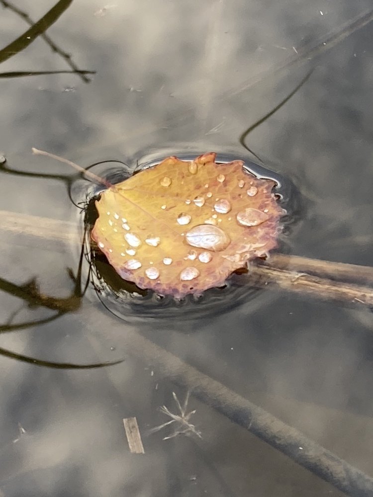 Увядание природы