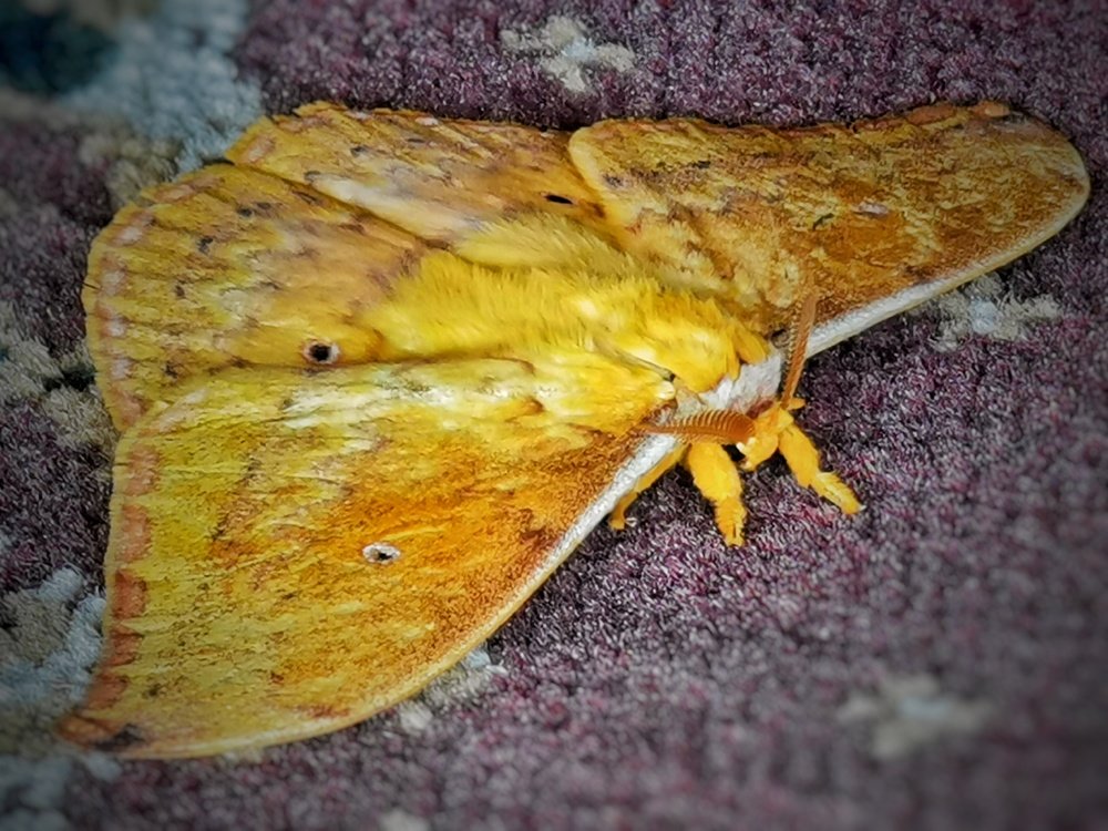 Yellow Moth
