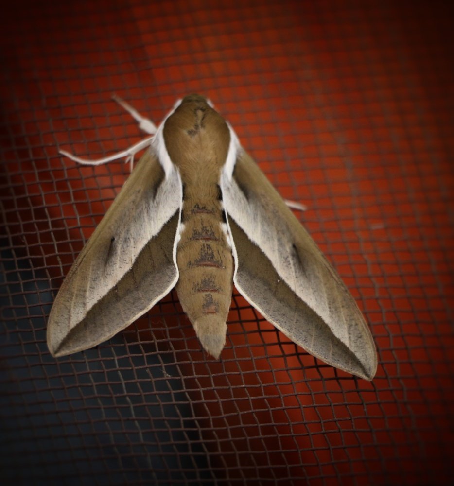 Photograph by Shafeeque Alam