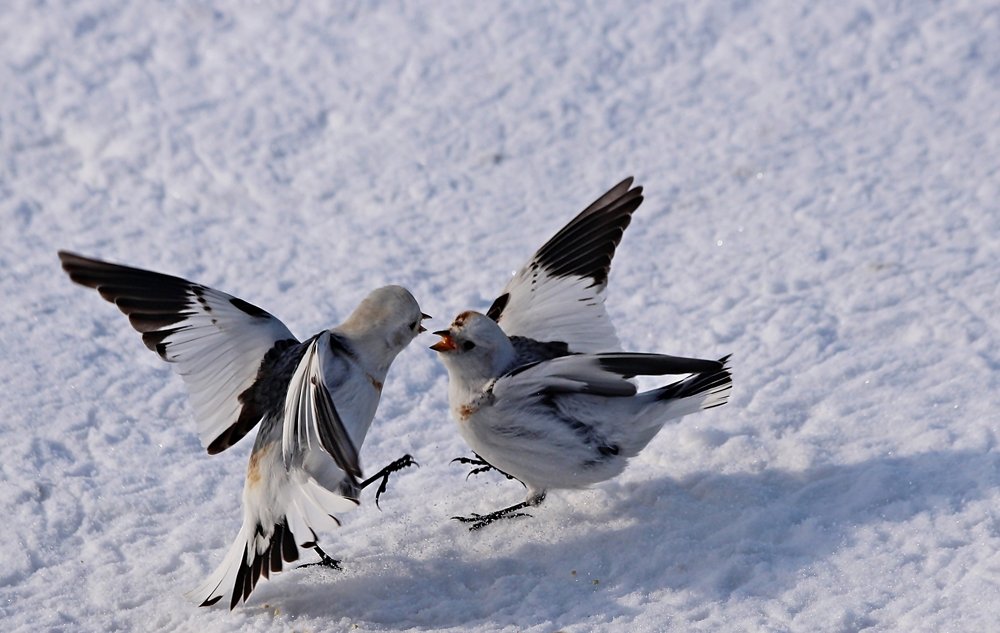 Выяснение отношений