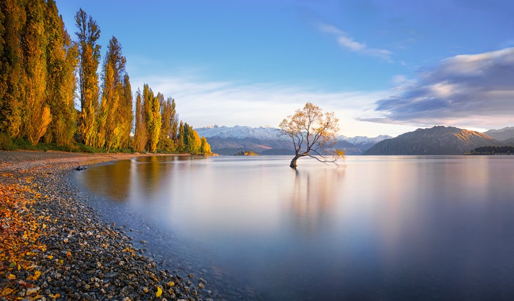 That Wanaka Tree