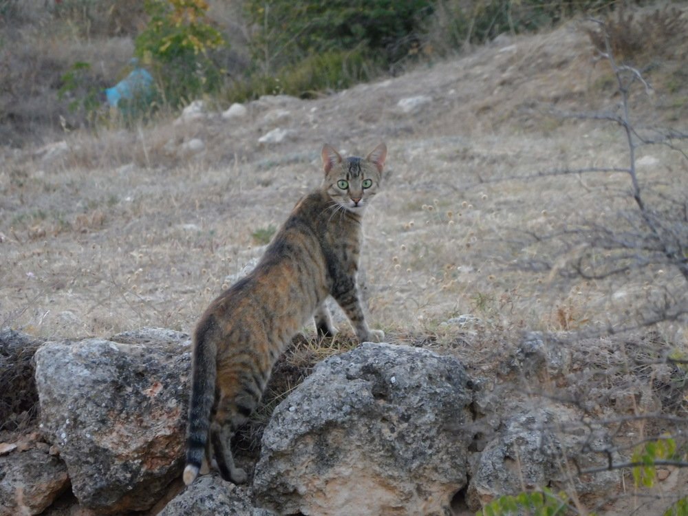 Photograph by Елена Коробкина