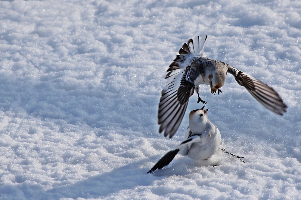 Выяснение отношений