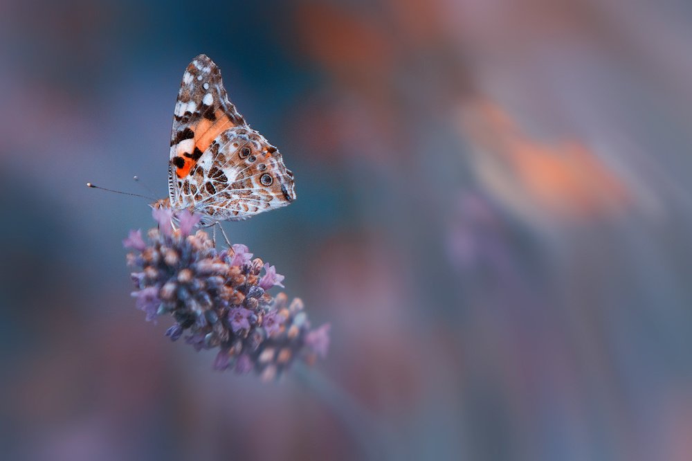 Photograph by Аркадий Саямов