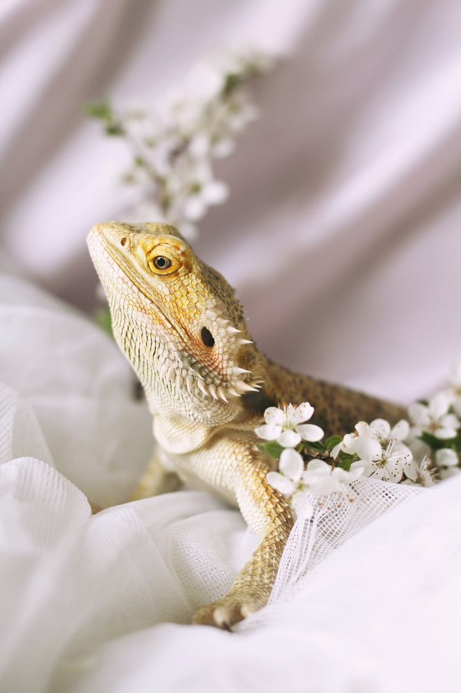 Flower beardie