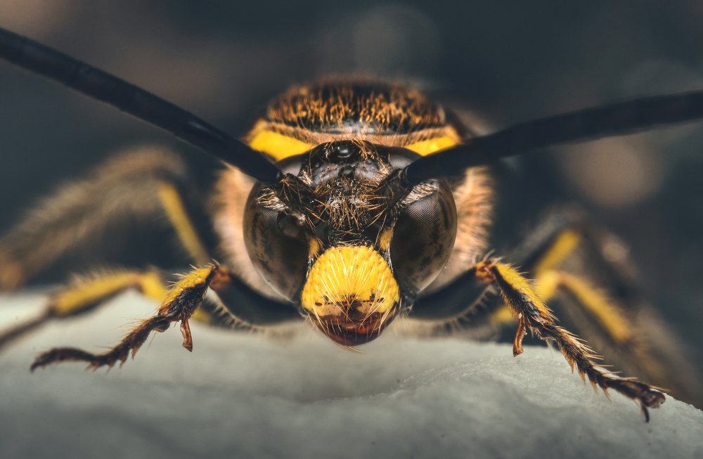 Zebra Longhorn beetle