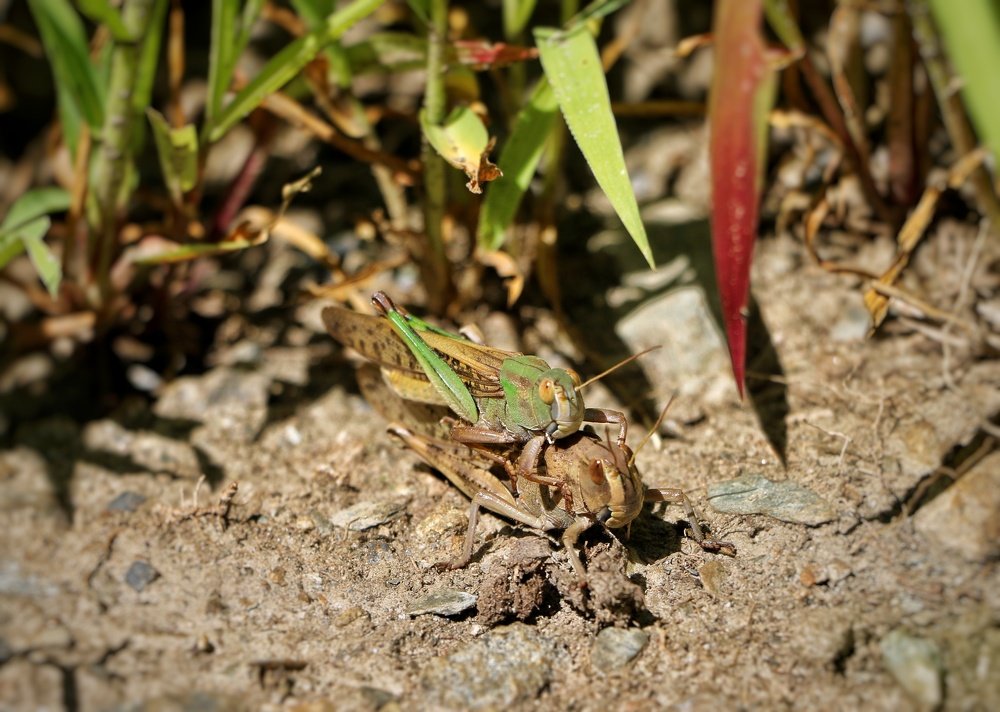 Photograph by Shafeeque Alam