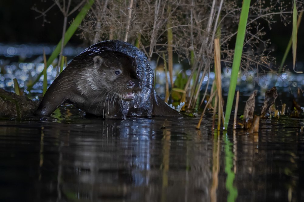 Otters at night