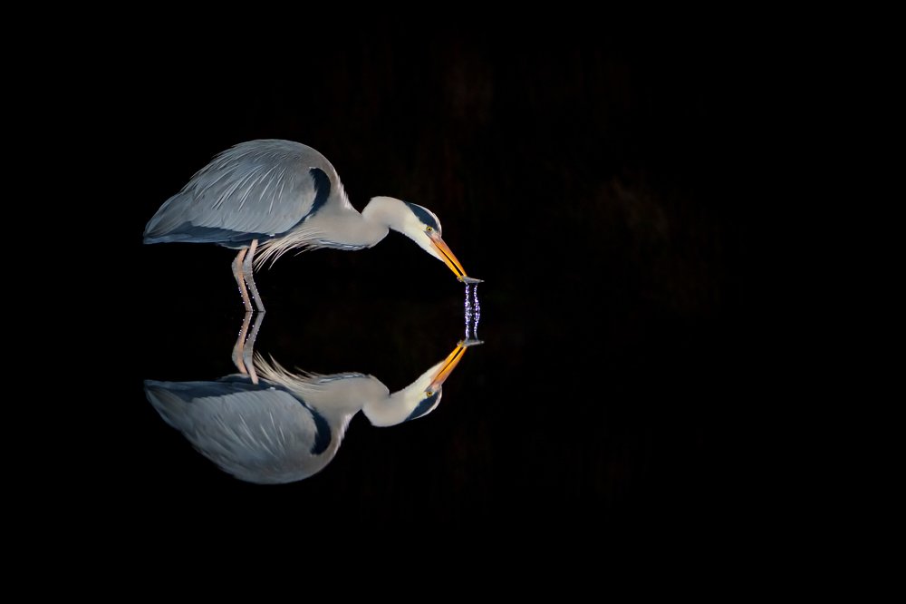 Heron  at night plus an Otter