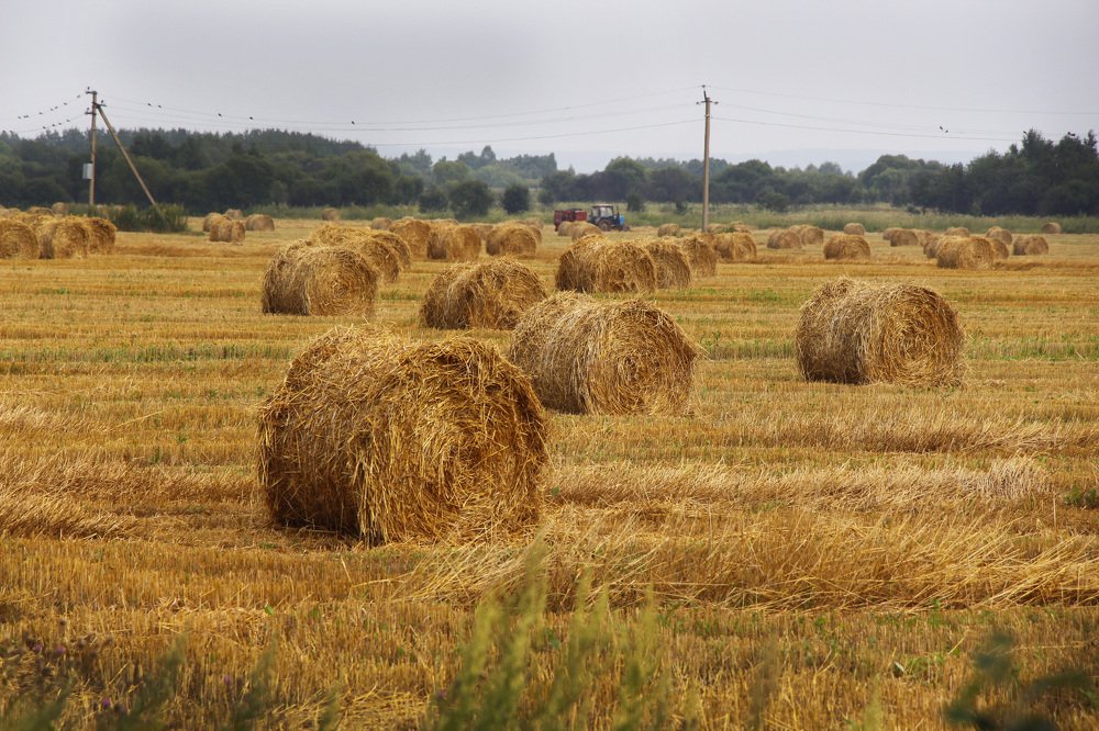 Photograph by Svetlana Victorovna Kibyakova