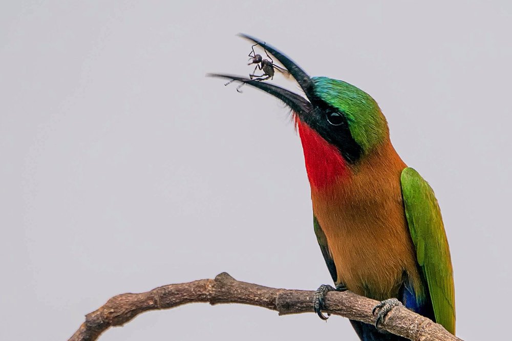 Bee Eater test of strength