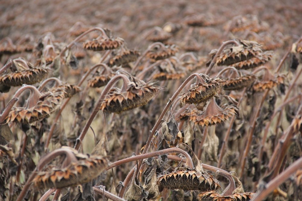 Photograph by Геннадий Федоров