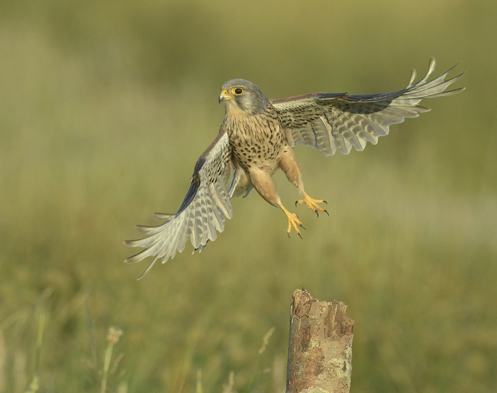 Wild Kestrel lift off