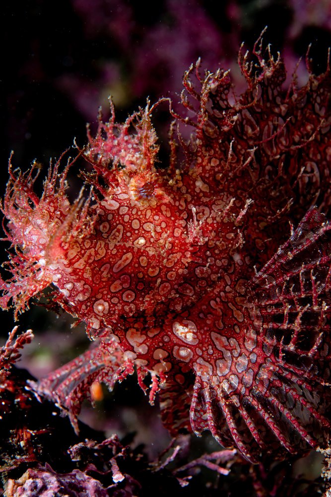 Weedy scorpionfish