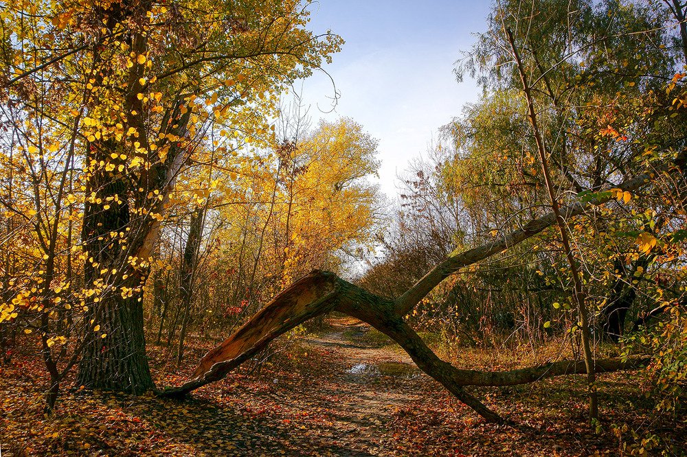 Осенние краски...